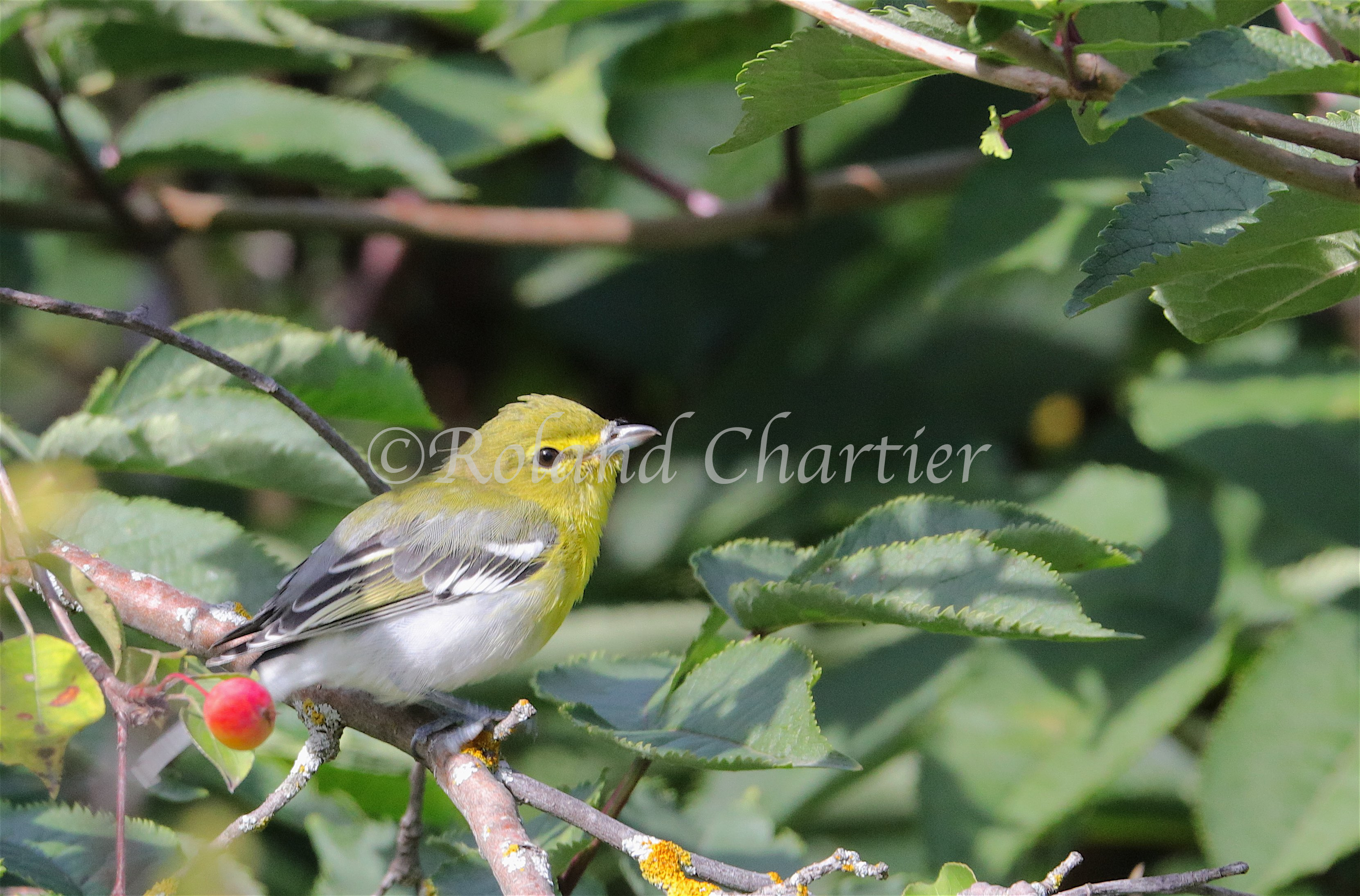 Yellow Throated Viroe perched on a branch.